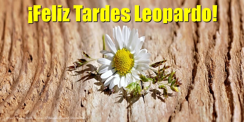 Felicitaciones de buenas tardes - ¡Feliz Tardes Leopardo!