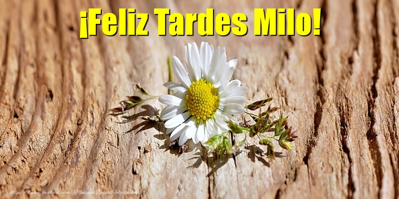 Felicitaciones de buenas tardes - ¡Feliz Tardes Milo!