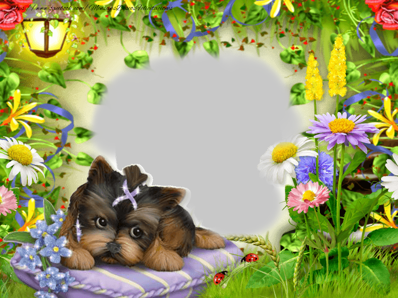 Felicitaciones Personalizadas con fotos - Marco de fotos