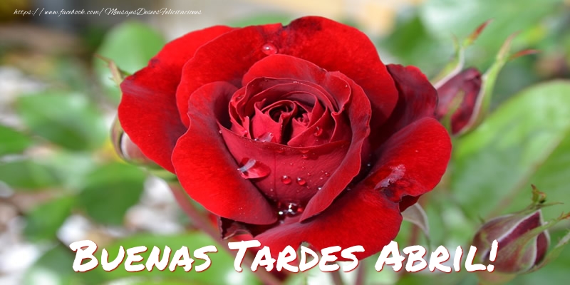 Felicitaciones de buenas tardes - Rosas | Buenas tardes, Abril!