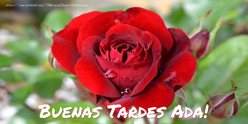 Felicitaciones de buenas tardes - Rosas | Buenas tardes, Ada!
