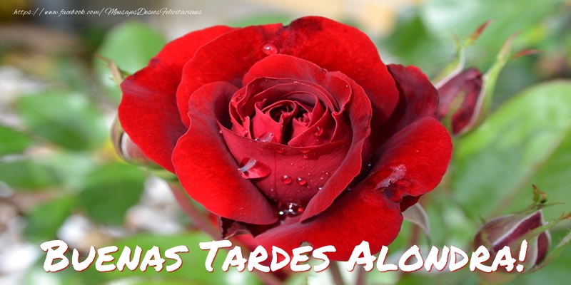 Felicitaciones de buenas tardes - Rosas | Buenas tardes, Alondra!