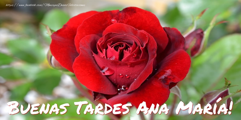 Felicitaciones de buenas tardes - Rosas | Buenas tardes, Ana María!