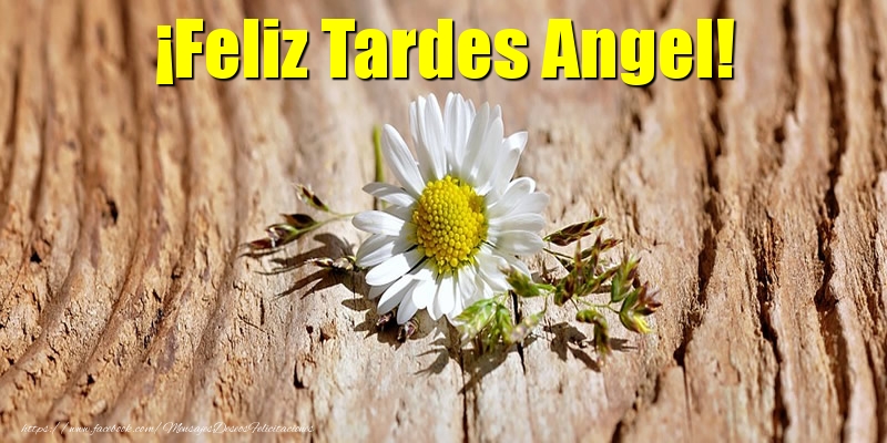 Felicitaciones de buenas tardes - ¡Feliz Tardes Angel!
