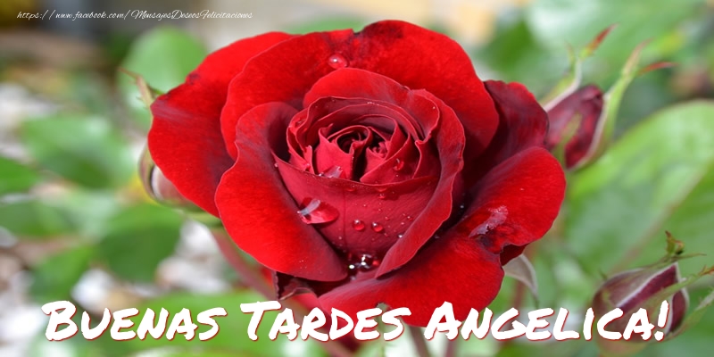 Felicitaciones de buenas tardes - Rosas | Buenas tardes, Angelica!