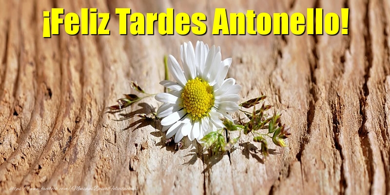 Felicitaciones de buenas tardes - Flores | ¡Feliz Tardes Antonello!