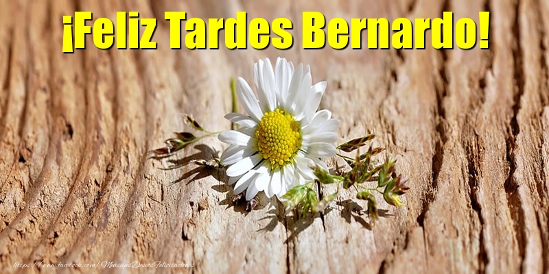 Felicitaciones de buenas tardes - Flores | ¡Feliz Tardes Bernardo!