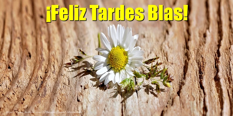 Felicitaciones de buenas tardes - Flores | ¡Feliz Tardes Blas!