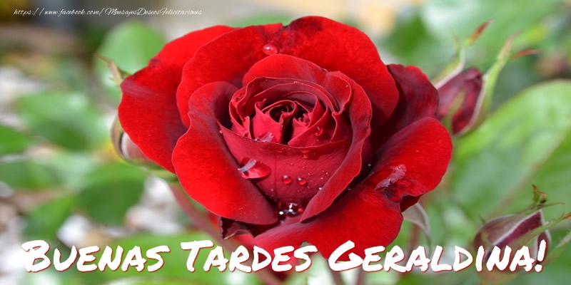 Felicitaciones de buenas tardes - Rosas | Buenas tardes, Geraldina!