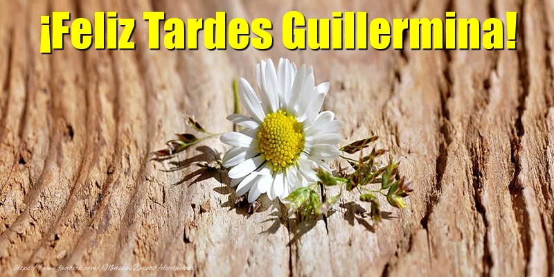 Felicitaciones de buenas tardes - Flores | ¡Feliz Tardes Guillermina!