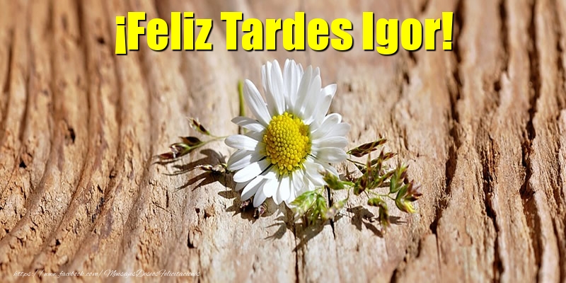 Felicitaciones de buenas tardes - ¡Feliz Tardes Igor!