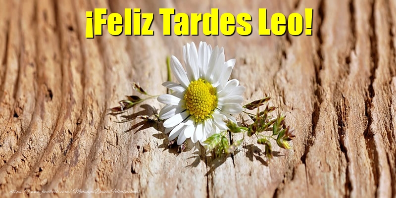 Felicitaciones de buenas tardes - Flores | ¡Feliz Tardes Leo!