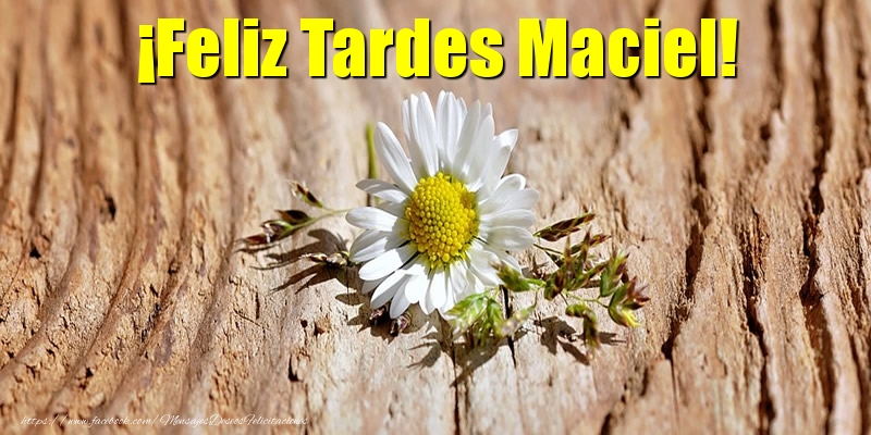 Felicitaciones de buenas tardes - Flores | ¡Feliz Tardes Maciel!