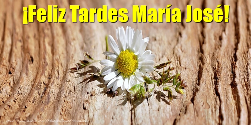 Felicitaciones de buenas tardes - Flores | ¡Feliz Tardes María José!