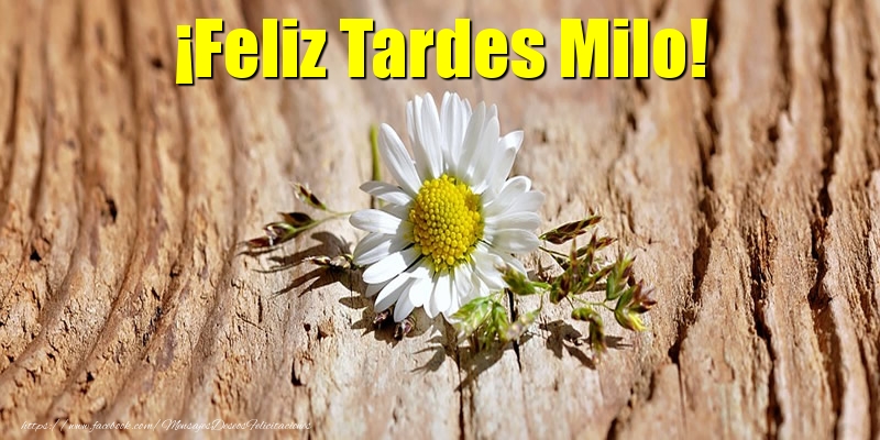 Felicitaciones de buenas tardes - Flores | ¡Feliz Tardes Milo!