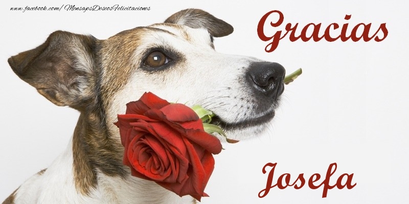 Felicitaciones de gracias - Rosas | Gracias Josefa