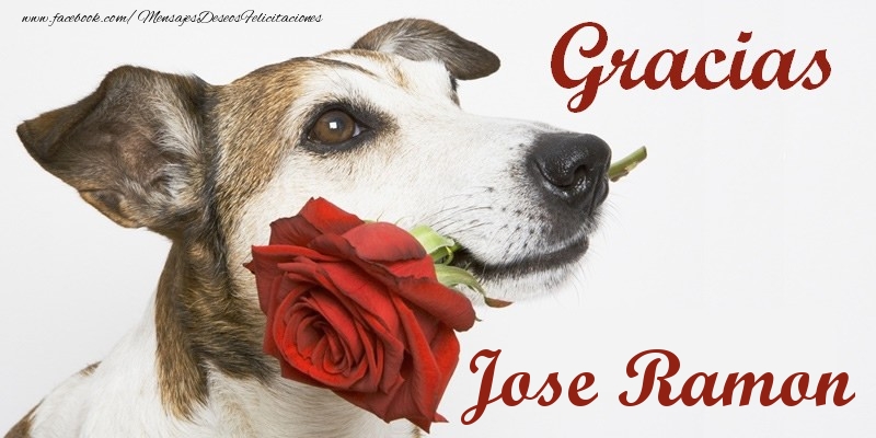 Felicitaciones de gracias - Rosas | Gracias Jose Ramon