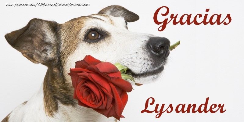 Felicitaciones de gracias - Rosas | Gracias Lysander