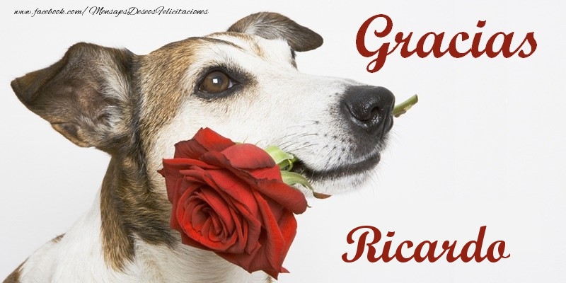 Felicitaciones de gracias - Rosas | Gracias Ricardo