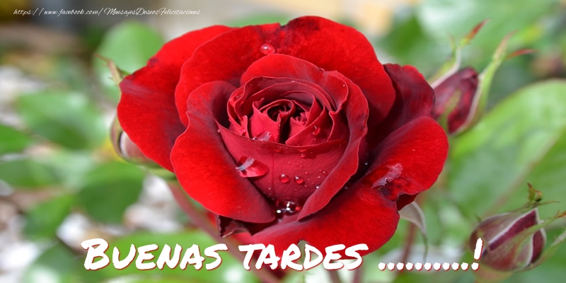 Felicitaciones Personalizadas de buenas tardes - Rosas | Buenas tardes, ...!
