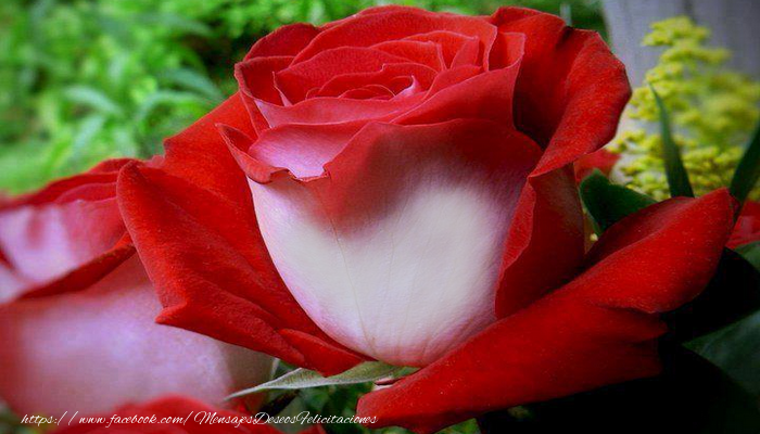 Felicitaciones Personalizadas con fotos - La rosa